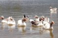 /album/apucarana-parana/patos-no-lago-da-raposa-em-apucarana-jpg/